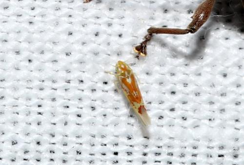 Zygina sp.